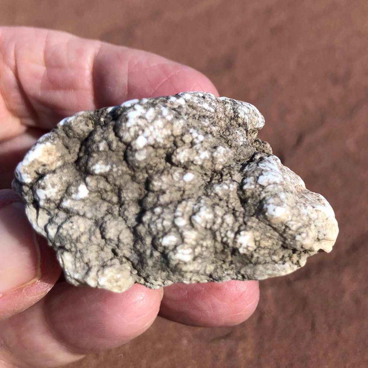 RockLadyRocks's tweet photo. A nice specimen of genuine #Howlite from an historic #mine in Southern #California at Tick Canyon in the San Gabriel mountains! Self collected 25 years ago, hard to find now! Come check out my #EtsyShop Ann’s my #Halloween sale! #etsyfinds
https://t.co/3sVeohtcIK https://t.co/x3holhBzi1
