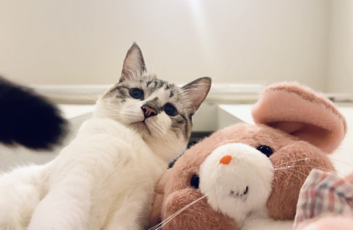 ぴえん猫ミント (@piennekomint) / Posts / X