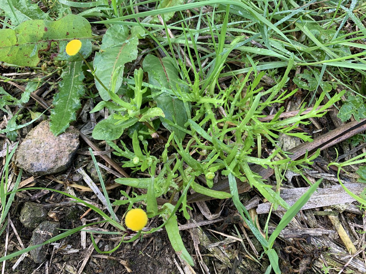 JnnyHarris's tweet photo. I was photographing Reed Buntings on a path through the reed beds, when I was distracted by these bright golden flower heads. Could it be Buttonweed? #wildflowerhour #wildflowerID @wildflower_hour @BSBIbotany https://t.co/sg20T3AyMQ