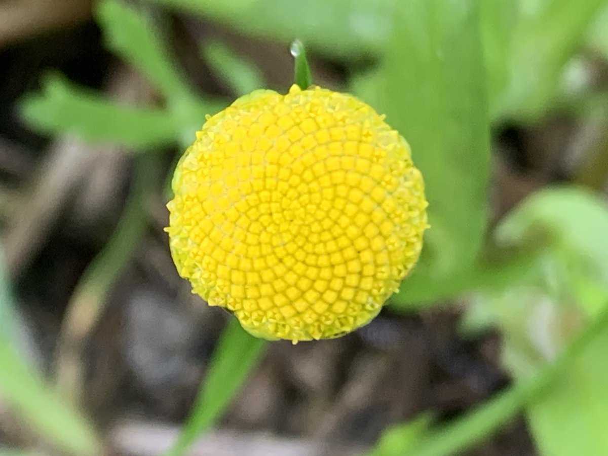 JnnyHarris's tweet photo. I was photographing Reed Buntings on a path through the reed beds, when I was distracted by these bright golden flower heads. Could it be Buttonweed? #wildflowerhour #wildflowerID @wildflower_hour @BSBIbotany https://t.co/sg20T3AyMQ