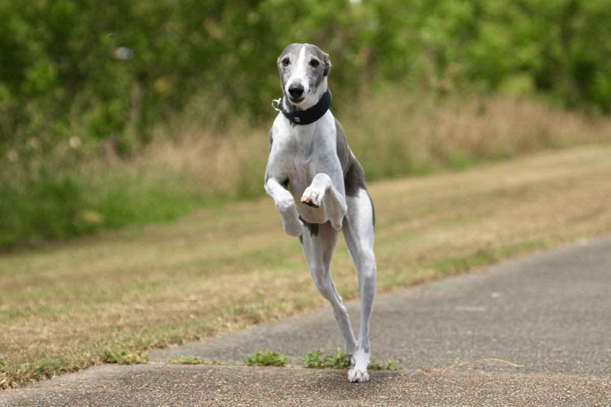 Nick Raschke tweet media