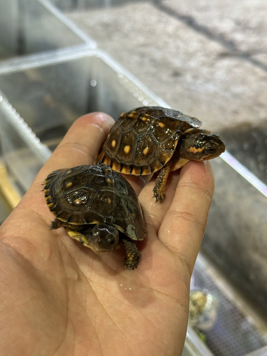 亀ページ タカラトミーアーツ 立体カプセル百科事典 原色爬虫類カメ目図鑑