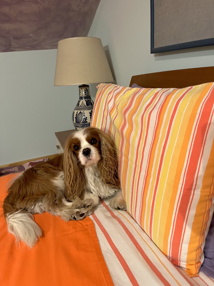 dolceSally's tweet image. The #TimeChange has worn me out! 🥱😴💤
#CavalierKingCharlesSpaniel 🐶