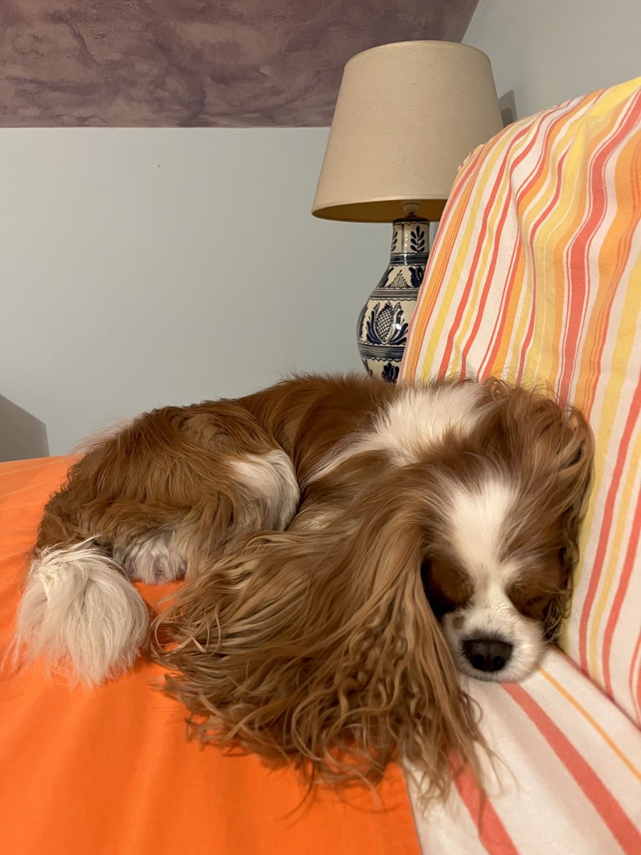 dolceSally's tweet image. The #TimeChange has worn me out! 🥱😴💤
#CavalierKingCharlesSpaniel 🐶