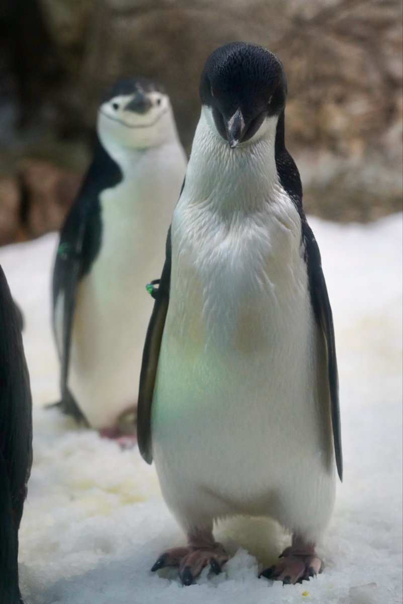 テネシー野郎2 原画penguin art2 A Penguin Is Seen Talking To Another Penguin Art Print by