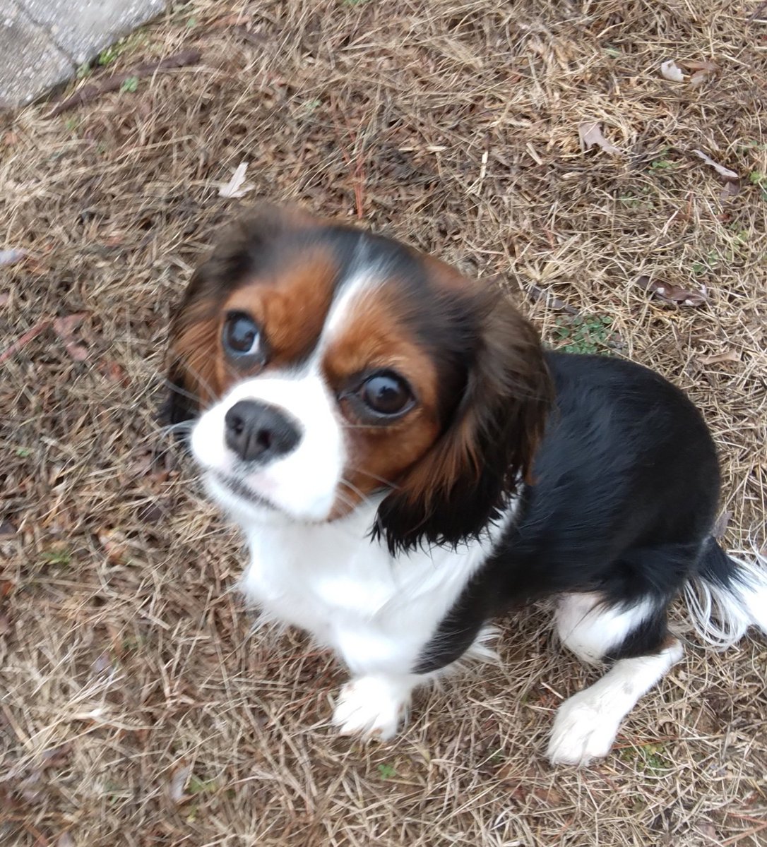 Hey Mom, how about a biscuit? I mean this face!❤️ <a href="/LouDPhillips/">Lou Diamond Phillips</a> and #theFOLD