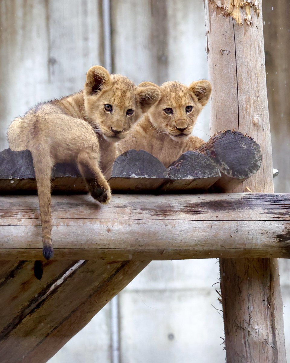 みるきー pr @nail_town.shop様から 本日発売のMilky Shine Series