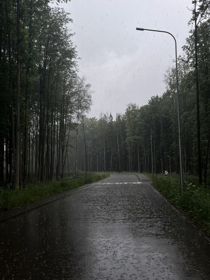 elemmiressoul's tweet image. rainy forest.