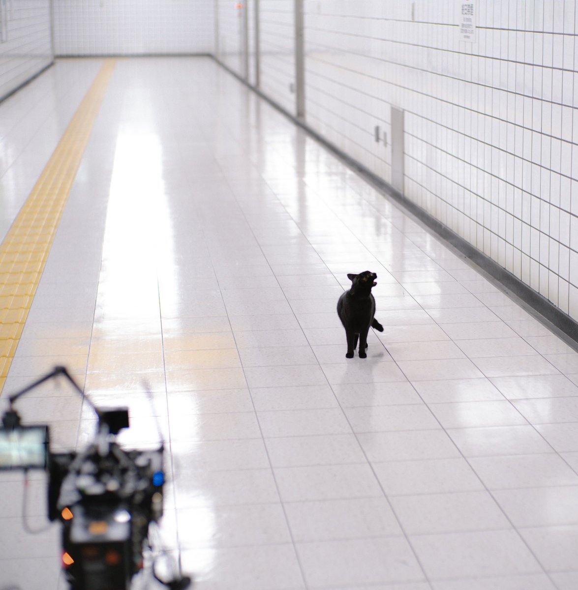 映画『8番出口』まだ映画館でやってます。上映が続く限りお気に入り写真シリーズ続けます。例の黒猫シーンは本物の猫様にご協力頂きました。「猫待ち」しながら粘り強く撮りました。最後はまっすぐ歩いてきて現場で拍手が起きました👏可愛かったー幸せな時間でした。