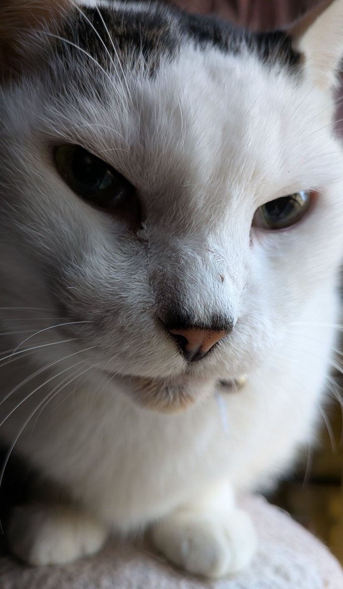 やせねこ この猫、痩せすぎに見える？1歳半で、体重はほぼ9ポンド、すごく