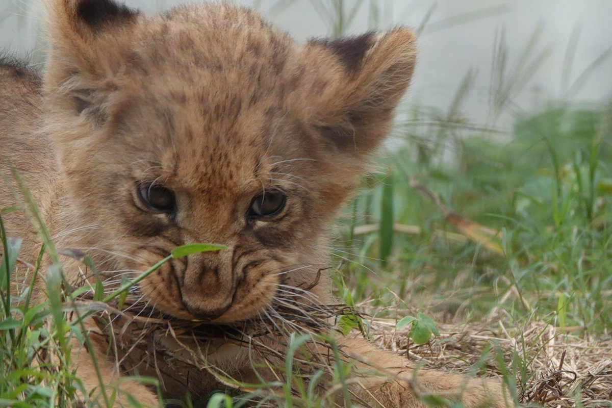 しげぞうライオン しげぞうライオンさん専用 Damage mark ONE/FOUR しげぞう