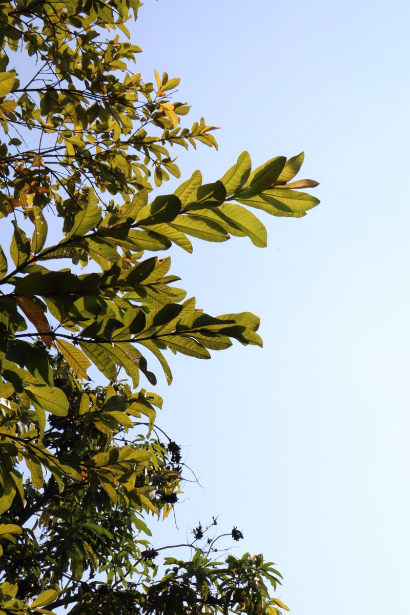 DLOL - SA tweet media