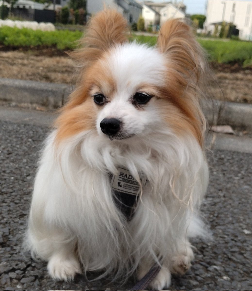 パピ＋ヨン様 リクエスト ⚠️❹⒊ (@4sisteR_Atelier) / Posts / X