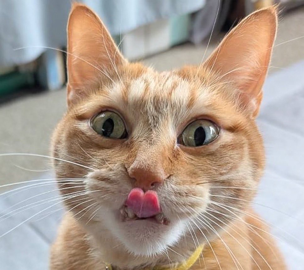 ねっつ🐰🍜 (@3dnetuler) / Posts / X