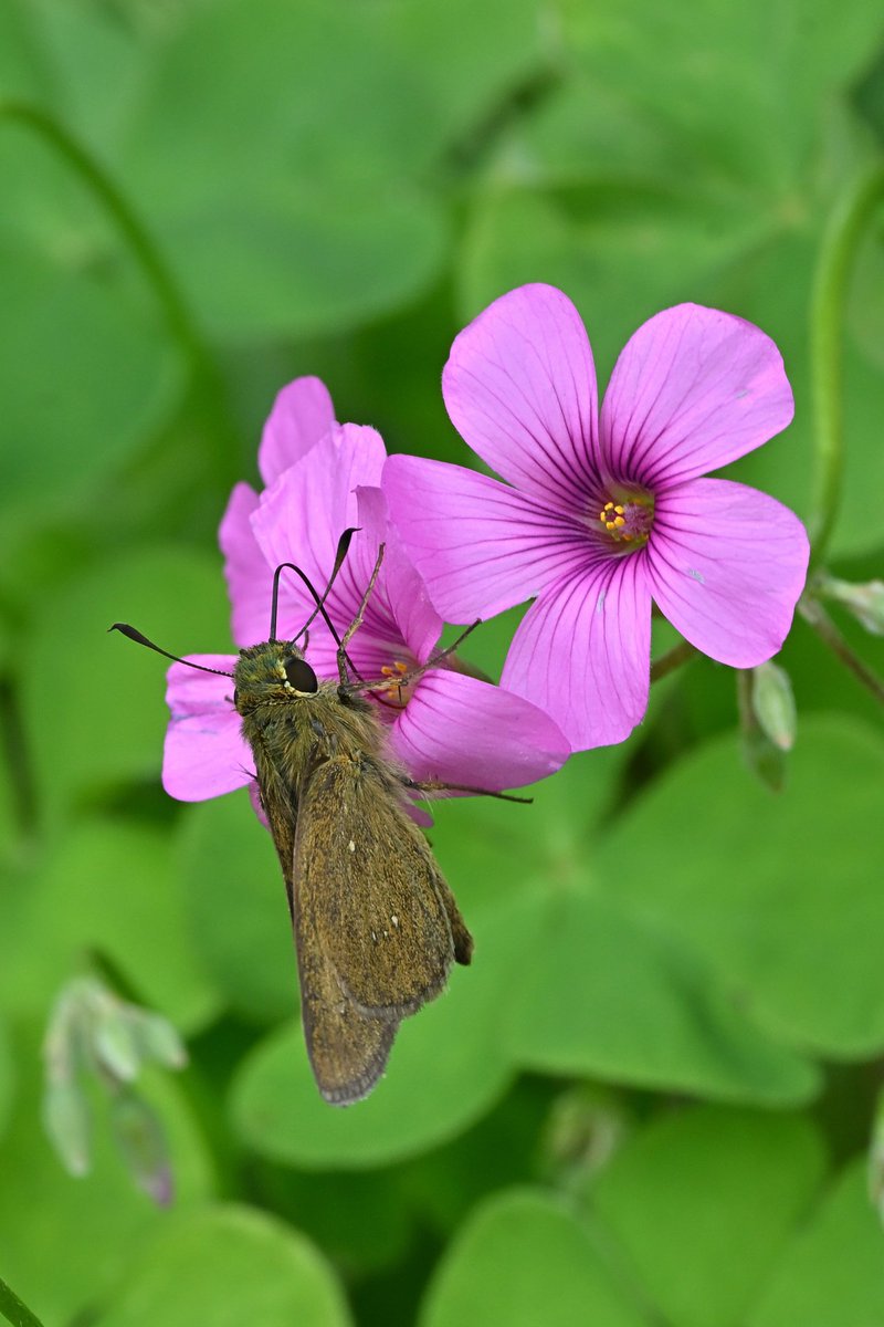 🇯🇵Koriel🇺🇦 on X