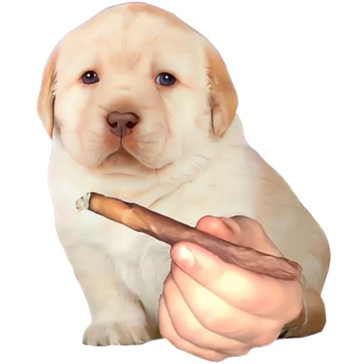 ceolockedin's tweet image. its 2027

you pass the blunt to your friend next to you

he takes a long drag and exhales

&quot;so, where where you when CEO launched last year?&quot;