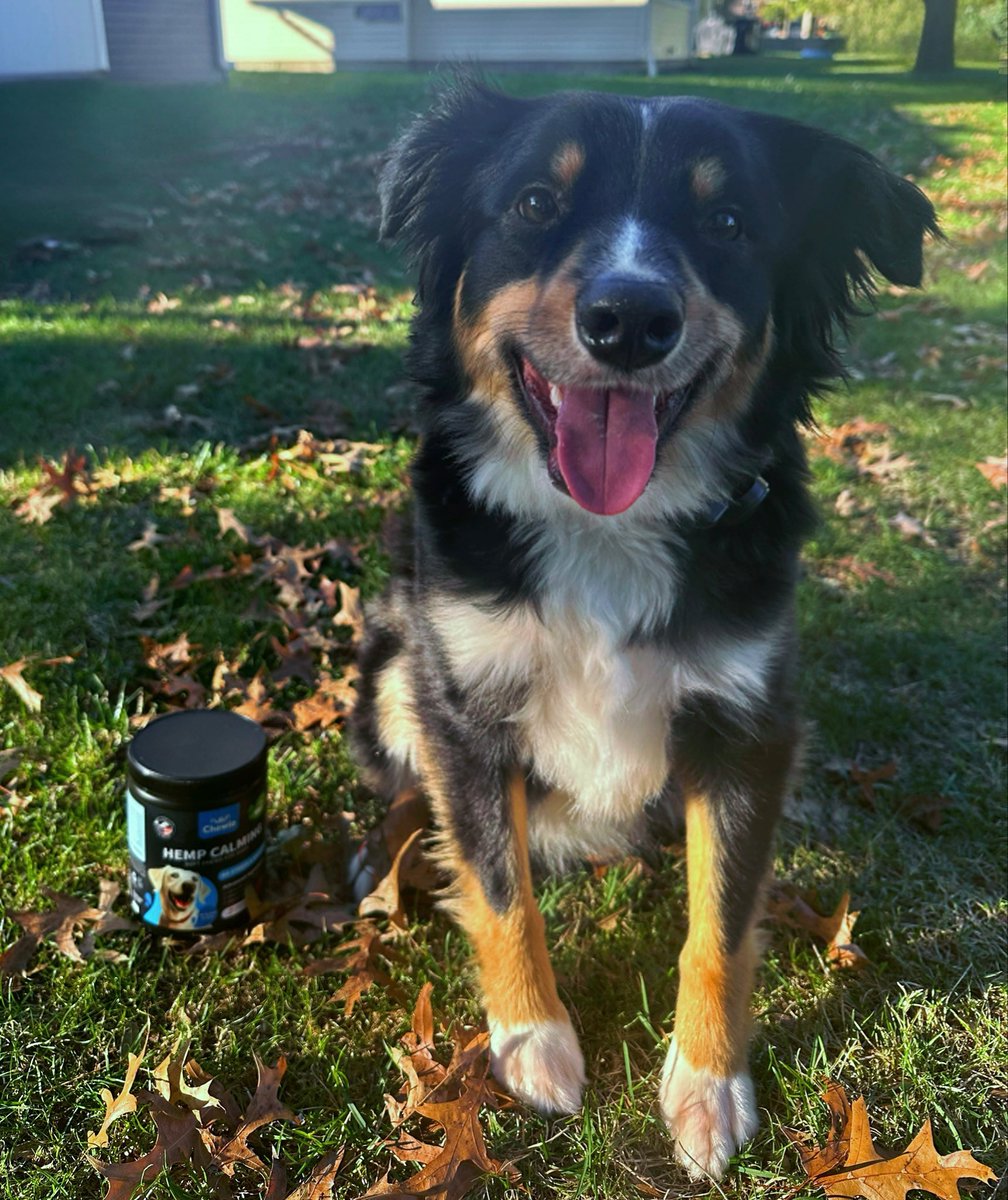 ugc_phoebe's tweet image. Looking to partner with pet brands that love dogs as much as we do 🐶 Ollie (my mini Aussie) and I are ready to create some fun, real-life content together! #PetContent #UGCCreator #PetBrands #MiniAussie