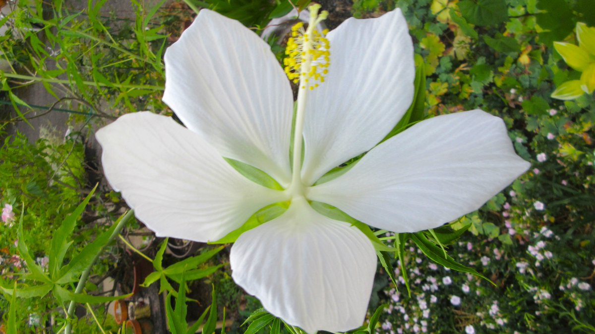 花 user_30c7888b おかつ on X