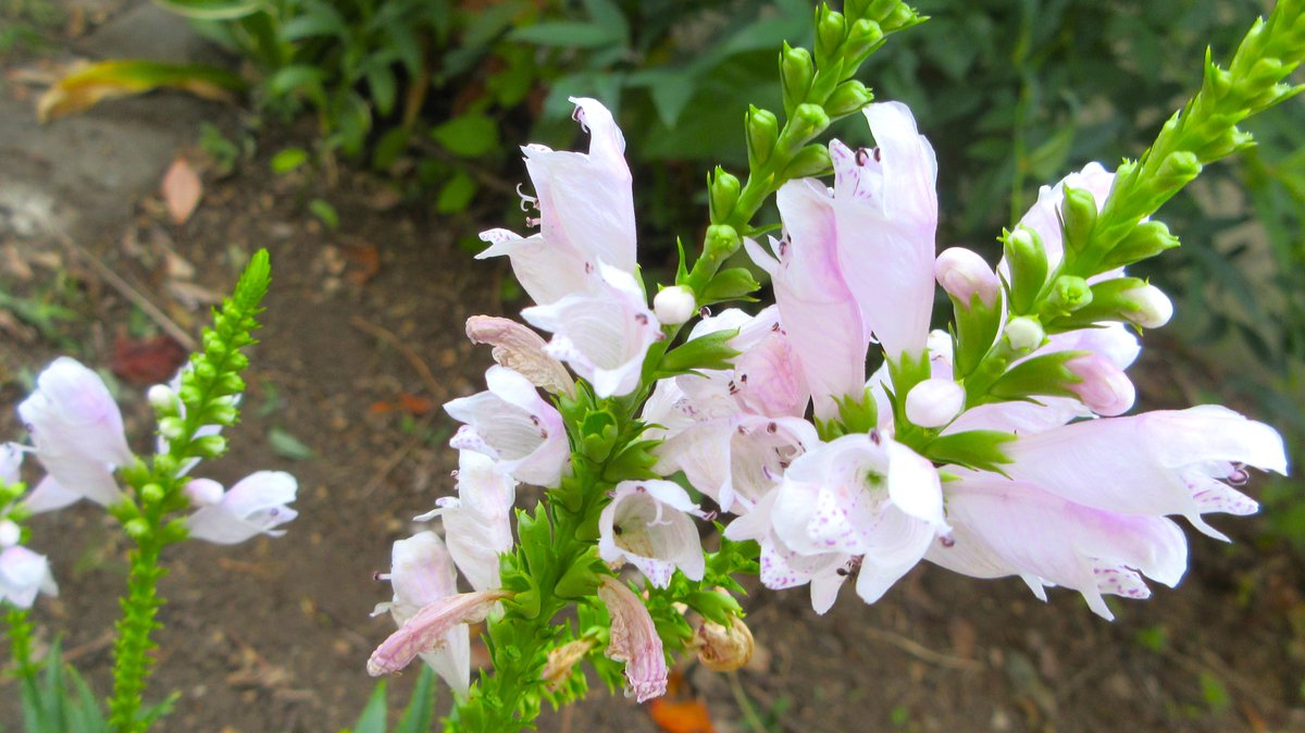 花 ページ ☆ 花 ☆ 花ページ Amazon.co.jp: ZX ゼクス 【花住まいの