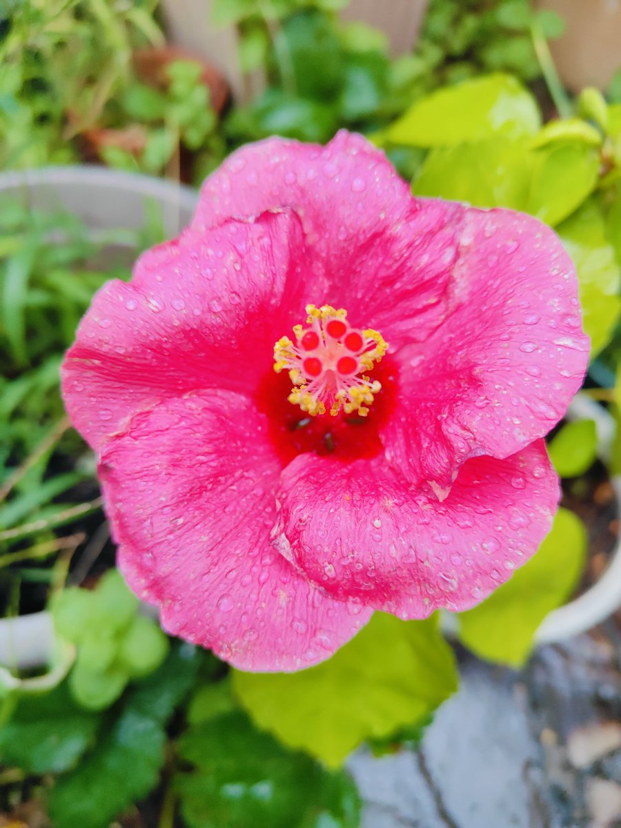 花ページ adidas ZX 8000 “Hanami” Pack Celebrates Japan and Germany's