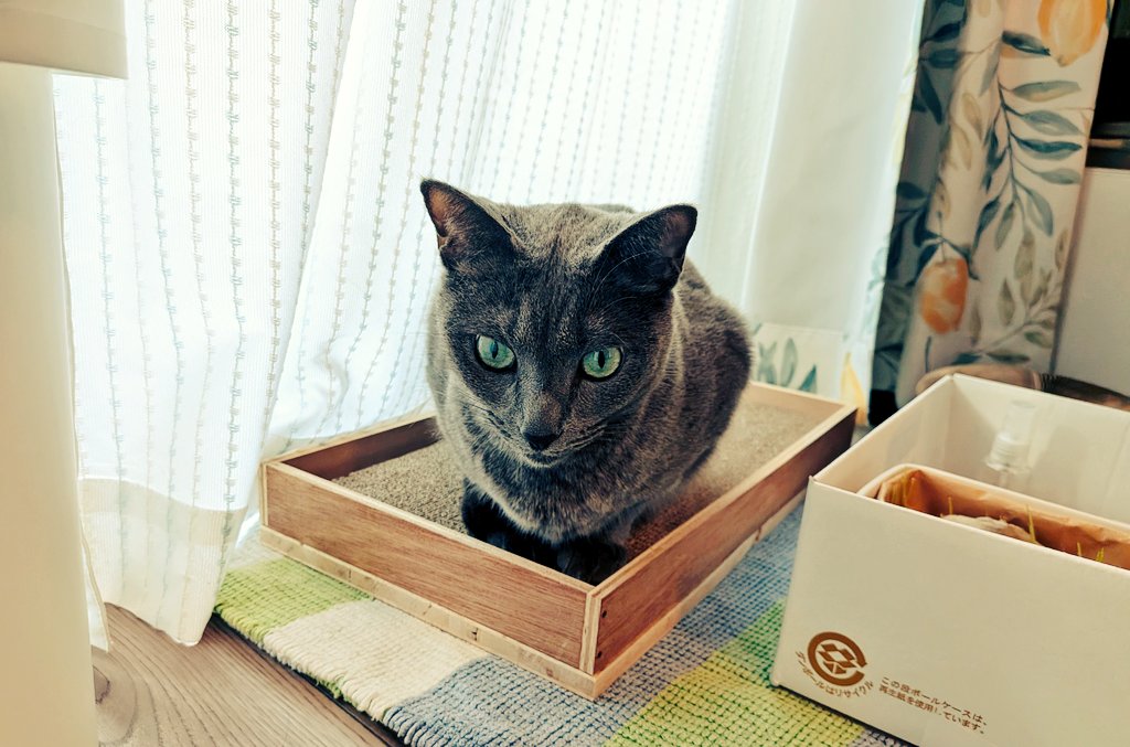 おはようございます

碧さま「今日はほんとに暖かいの……？ᯣ_ᯣ」

先日の天気予報ハズレ以来、完全に疑いの眼差しです(•ᴗ•; )

みなさんの地域、今日は信じていい天気ですか？☀️
#猫のいる暮らし #朝の風景