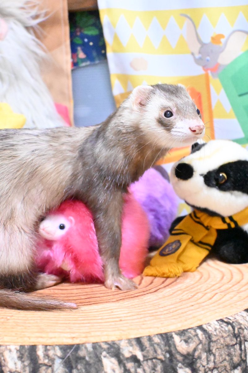 ともだちかくまってる😂

 #フェレット #ferret #garugaru #ガルガル