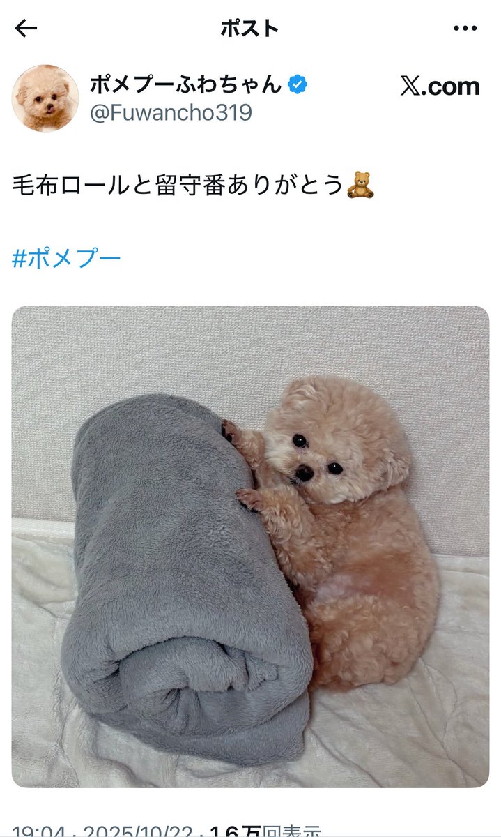 こぶたちゃん tweet media