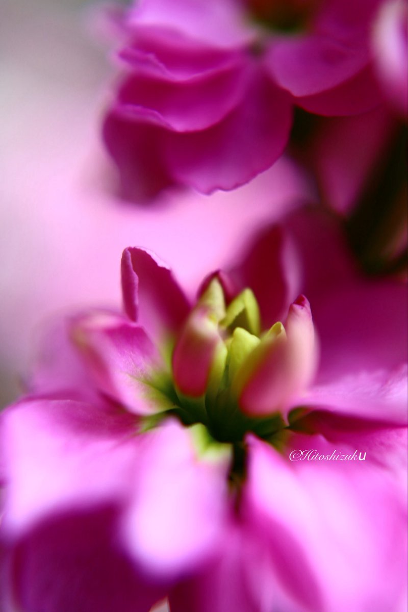 花y…です•*¨*•.¸♬︎ 咲き乱れよ乙女 Flower Candy SR 3枚 B49 アイドル