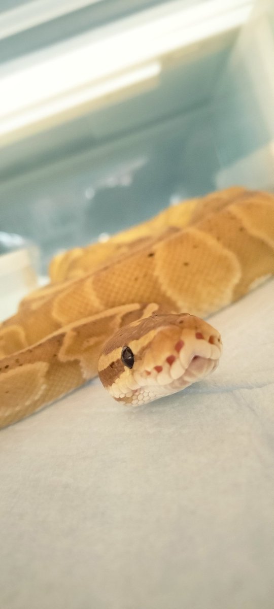 おはようマロンちゃん、朝から元気ね(ㆁωㆁ*)🐍
#ﾎﾞｰﾙﾊﾟｲｿﾝ #ﾊﾞﾅﾅﾚｵﾊﾟｰﾄﾞGHI