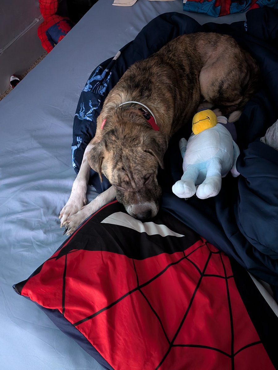 RealAshtonMist's tweet photo. Brutus and Bluey sleeping together tonight with my boy #doggolove #Familylove https://t.co/5Gwl99GzWh