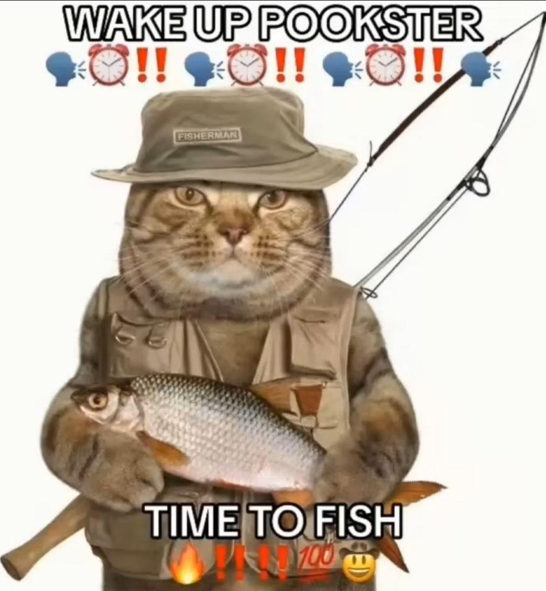 Punch Cat (@punchingcat) on Twitter photo 