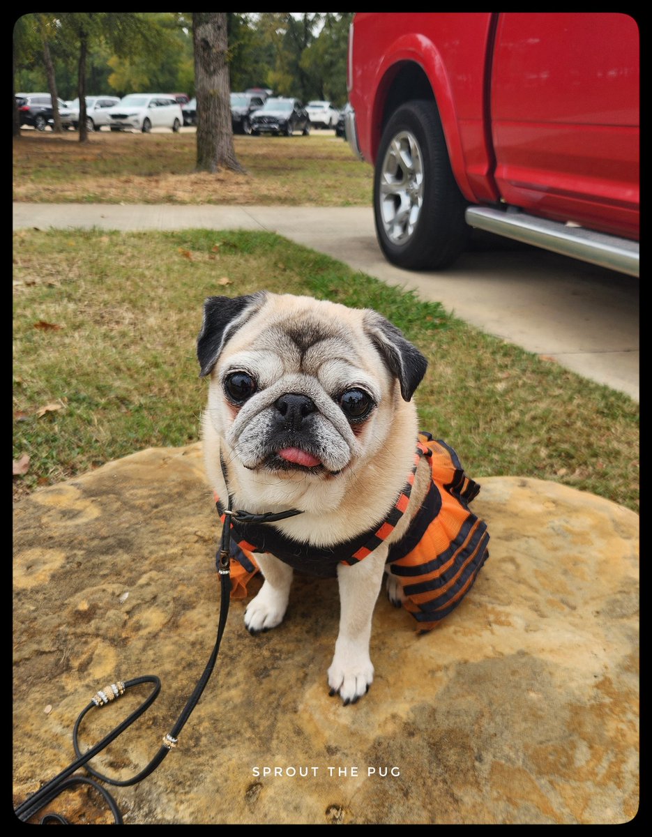 Sprout here! 

I got to go to <a href="/DFWPugRescue/">DFW Pug Rescue Club</a>  Pug-O-Ween today!! I wore my 'So cute its scary' dress cause, well....its not wrong! 🤣 Had a great time and met some super nice people at CuppaPug ! 

#halloween #pugoween #cuppapug #puglife #pugmodel #superstar #dfwpugrescue