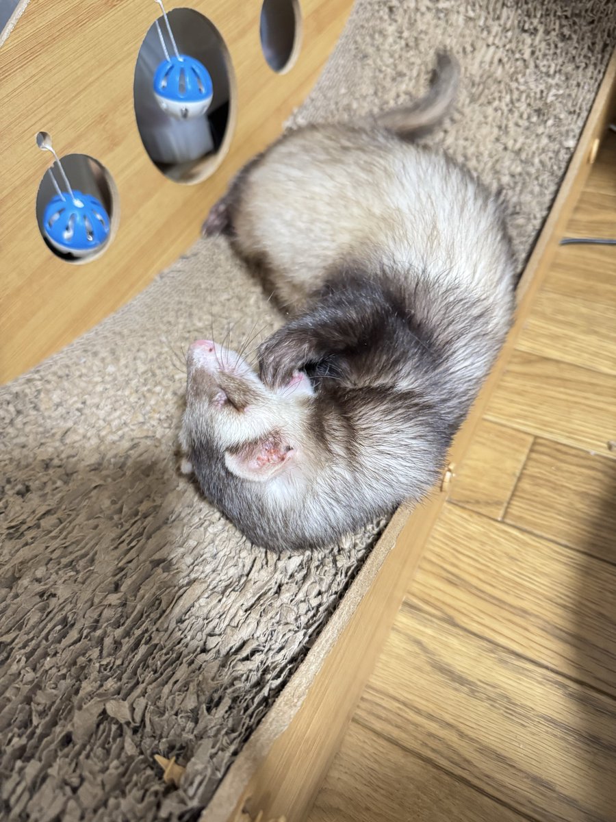 2:30〜6:00間に6cm弱💩あり
夜中に餌食べた形跡なし

7:30に起こして薬とミルク3ml強制給餌

カリカリ食べる言うて49粒食べる！

食後トンネル潜ったりボロ爪研ぎで毛繕いするなど随分元気戻ってきた〜

シェランの元気姿見たらシャチが興奮して？襲いかかるのやめてもろうて

爪切ろうとしたら寝た