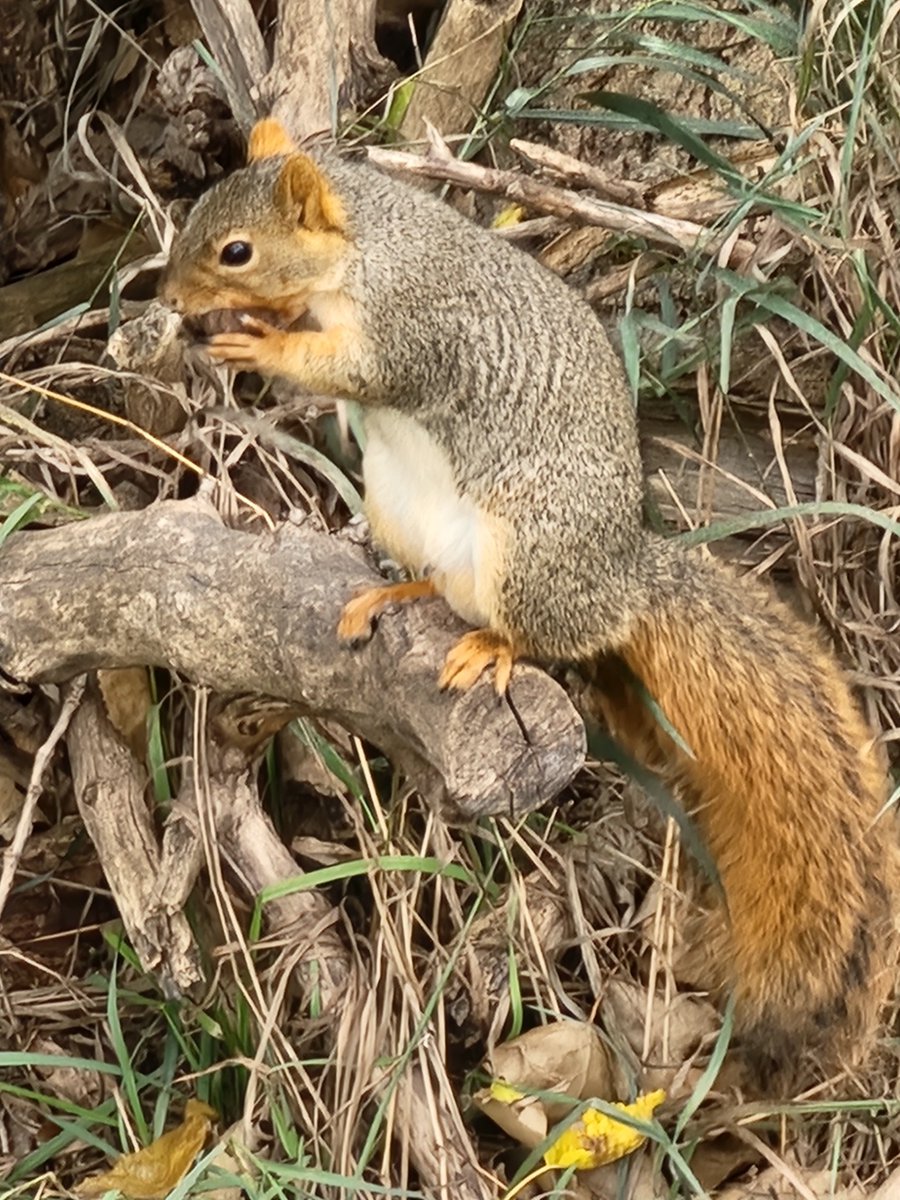 Well 200lb squirrels never disappoint.🙄😆