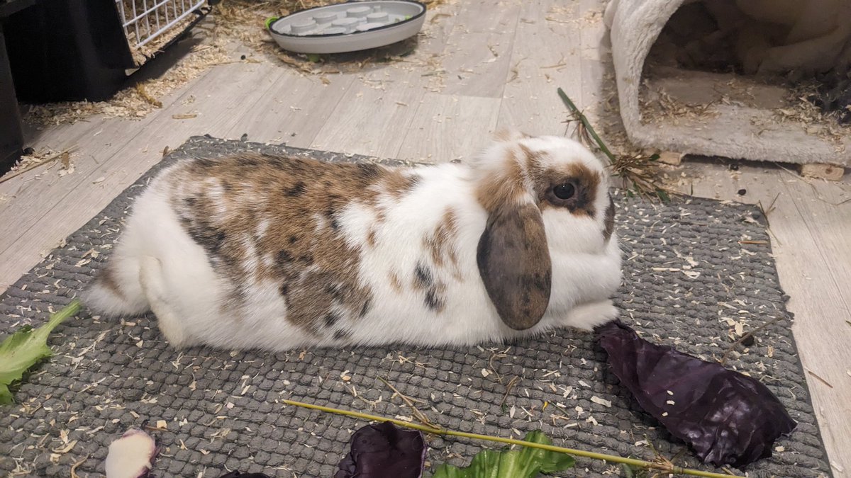 bnu 🐇👽 tweet media