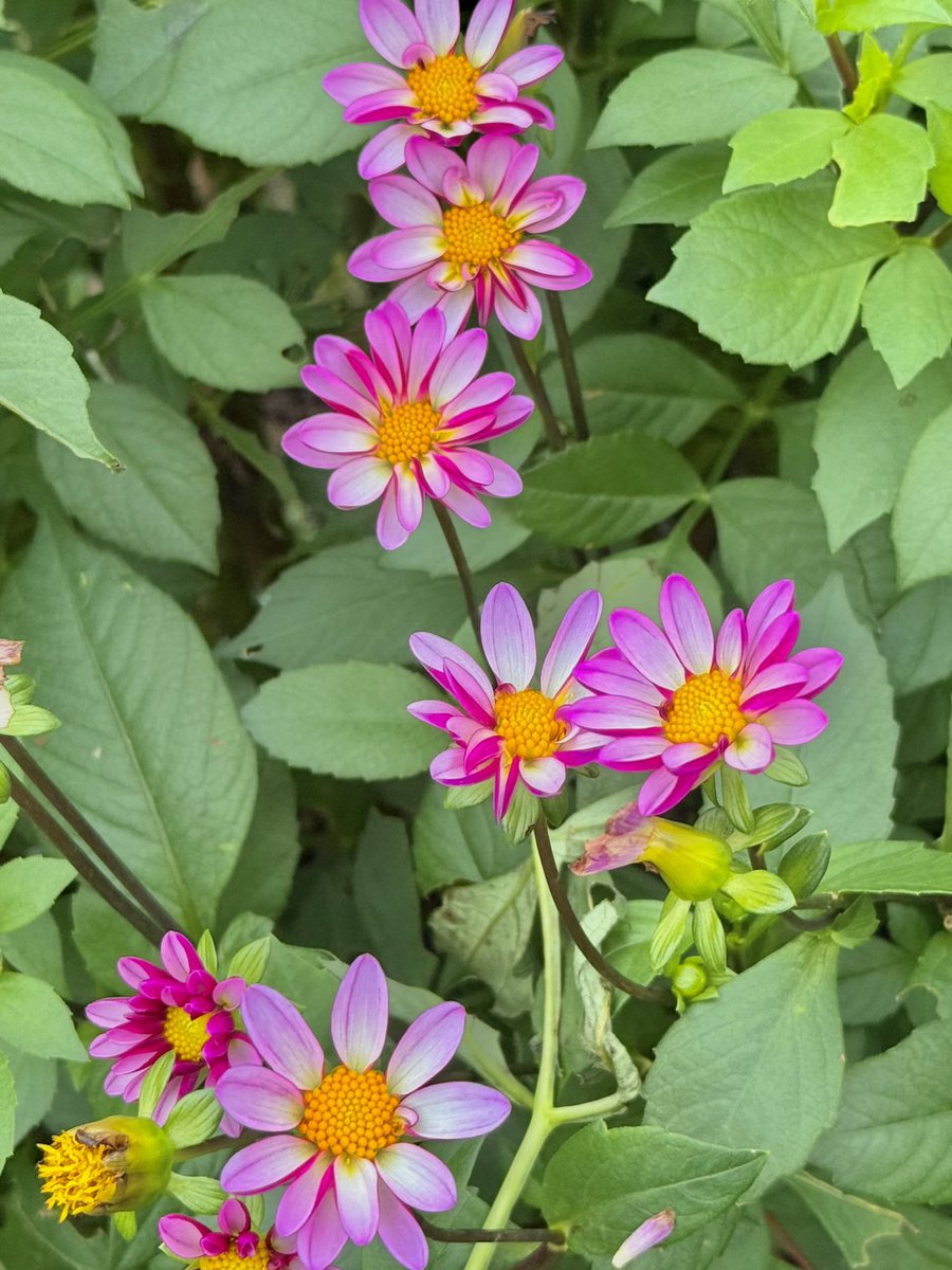 ひまわり❤ 茨城県桜川市 青木地区 ひまわり🌻畑に😊