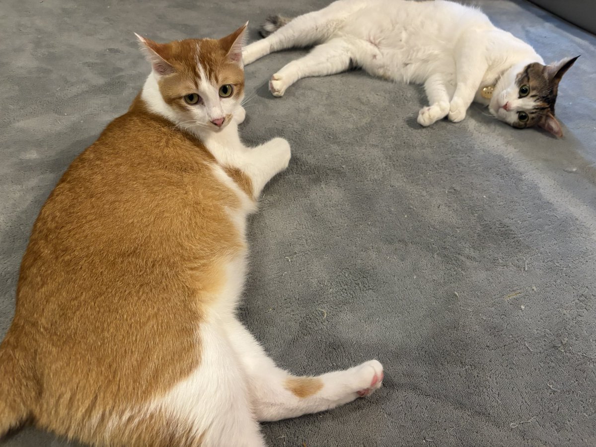 ranページ 蘭ページ THE RAMPAGE - Rna zx_Rampage_1988_Activision