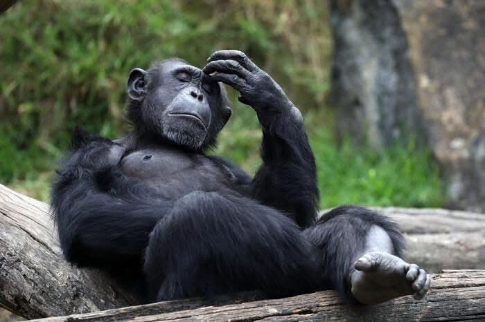 Cogito, ergo sum

© farhad vedad 
«A Thinker Chimpanzee»