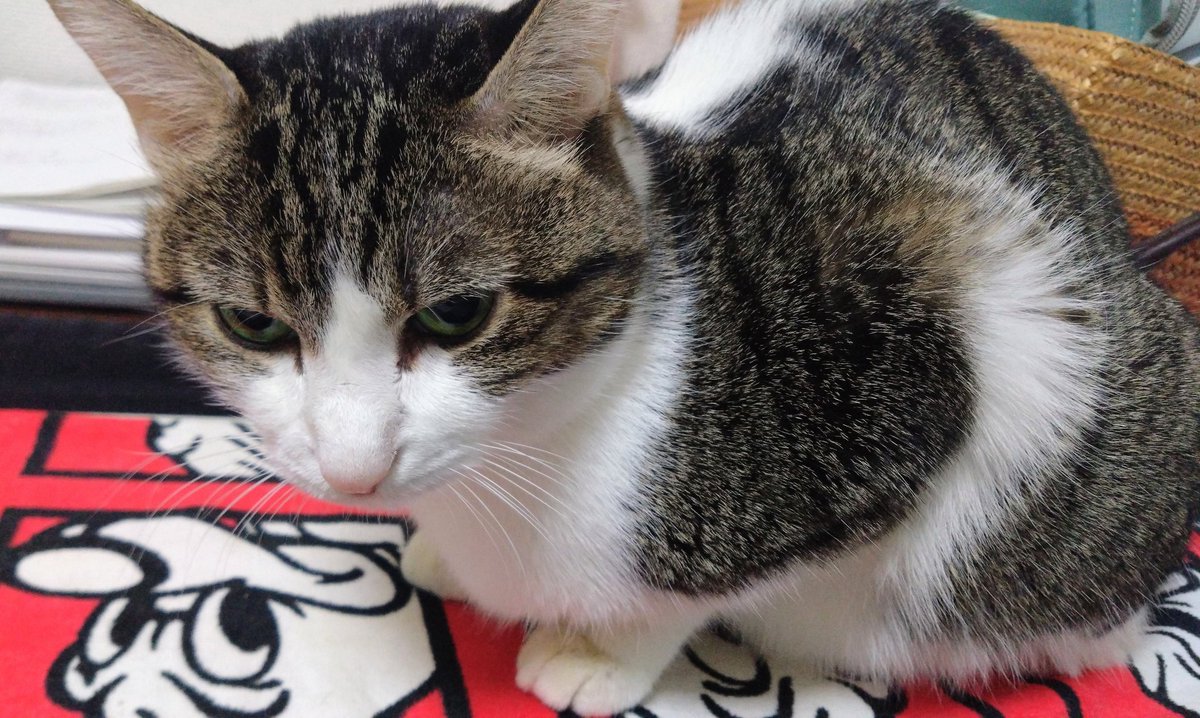 真柴あずき on X