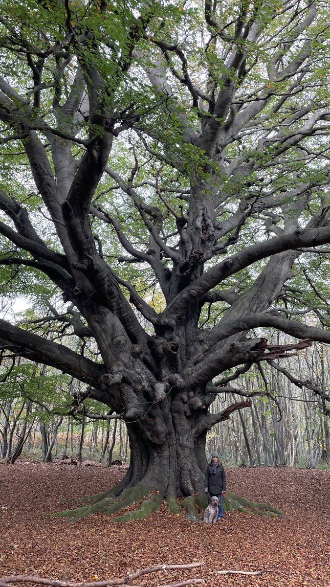 ChrisPricePhoto's tweet photo. Revisited the King of the Forest beech tree today, and again stood in awe beneath its incredible canopy, which spans 50m. No photo really does it justice https://t.co/cMdkNu1eTn