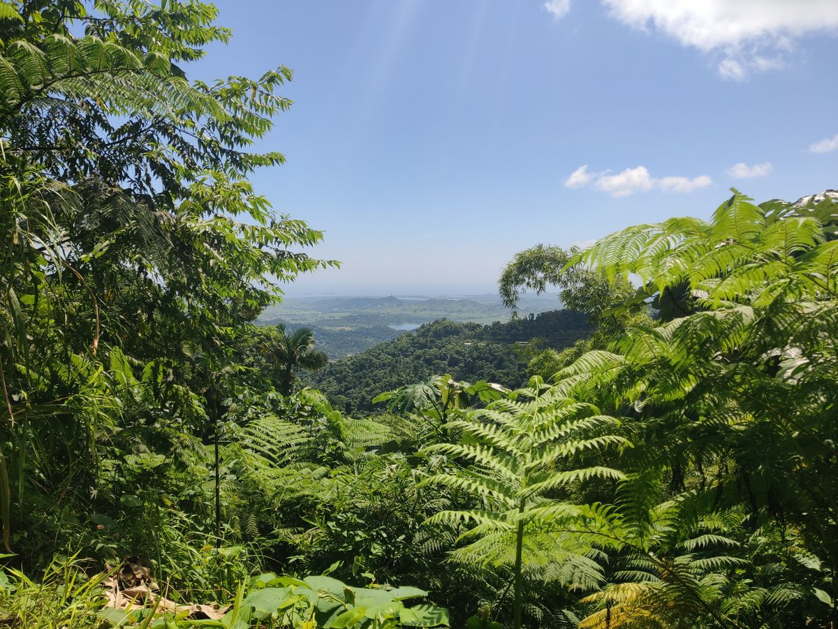 jimenezcv's tweet photo. 🌿 LOCAL SPOTLIGHT: El Yunque National Forest 🌿
The ONLY tropical rainforest in the U.S. National Forest System, and it's right here in our backyard! If you're visiting Puerto Rico and skip El Yunque, did you even really come? 😉 https://t.co/QegEeV258p