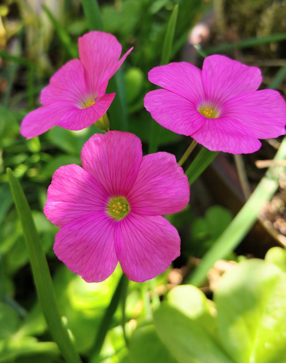 corocoore's tweet image. おはようございます❁.*･ﾟ

 #オキザリス  #ハナカタバミ