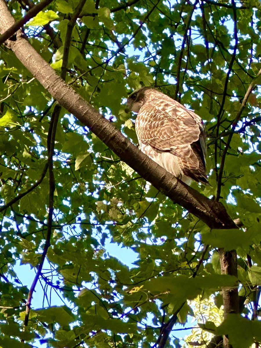 Red-Tailed Hawks were out in force in the <a href="/CentralParkNYC/">Central Park</a> ramble today! 

#birdcpp #birdphotography