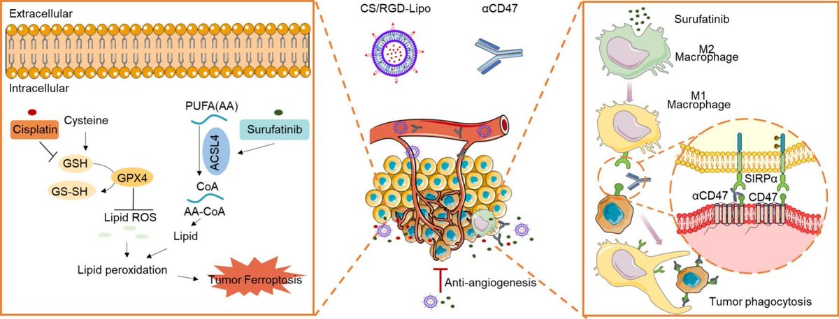 JCRnEDITORS's tweet photo. Enhancing cisplatin therapy for small cell lung cancer via a dual strategy of combining surufatinib and CD47 blockade.
| Xiaolin Li, Nanjing Medical Univ. |
[50 days' free access]
#liposome #ferroptosis #macrophage 
https://t.co/ti8TTYb3A3 https://t.co/72gy6WicDq