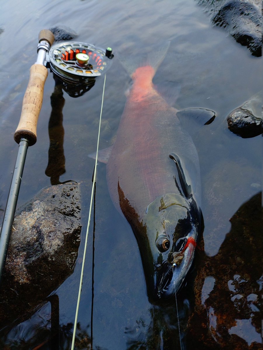 BLC2018bear1's tweet photo. 3度目の屈斜路、１番魚は多かった、人の少ない土曜日は岸と平行に釣れてダブハン炸裂、２日目はルアーマンの人たちの割込み多く、まともには出来ずも十数本、皆様人の隣に入る時は一声かけましょう、黙ってジャブジャブは勘弁して下さいね https://t.co/YEKqWPpGPE