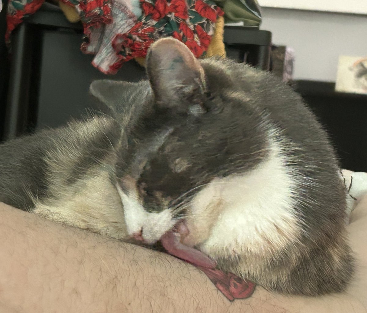 oreoeocat's tweet image. She was in a grooming mood today, and who am I to challenge THAT?