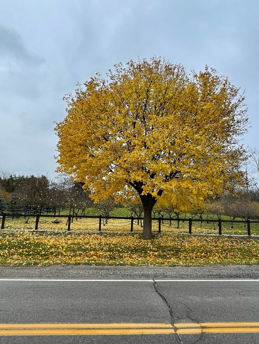 Painting in motion #fall #roaddrive #Ontario 🍁🚗