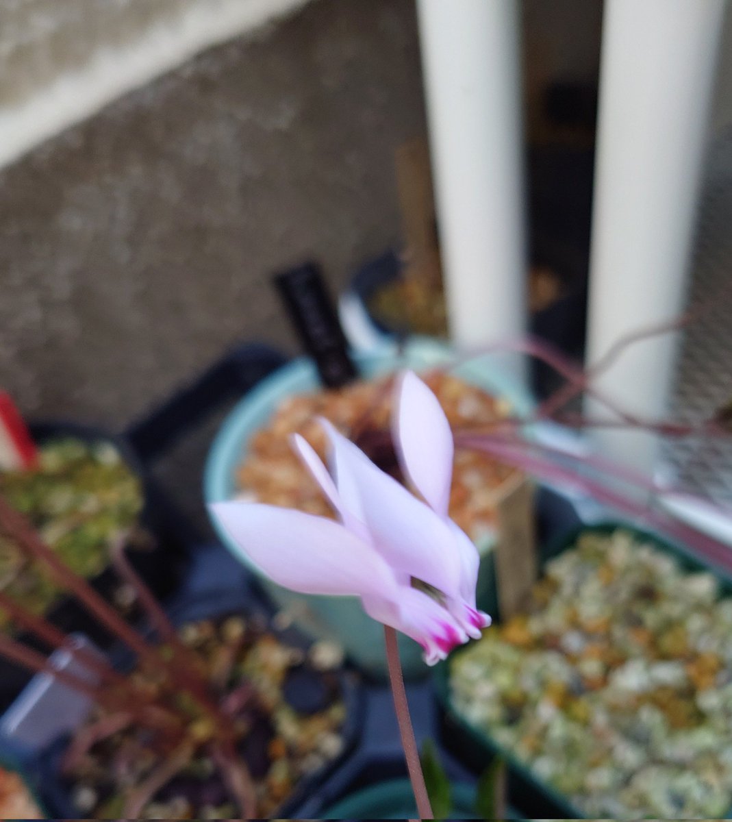 ヒ*ロ様 ❤️開花株❤️♈️ 707 ⭐️超レア⭐️ダーク【クレオパトラ】特に花 ヒ*ロ様 ❤️開花株❤️♈️ 707 ⭐️超レア⭐️ダーク