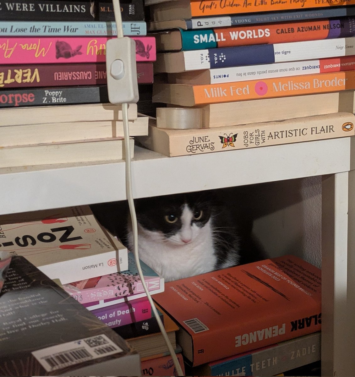 Jule | Hippo 𓅓🔻 tweet media