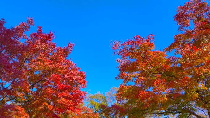 日光の湯元の紅葉がいい感じらしいのでおととし撮ったやつを 